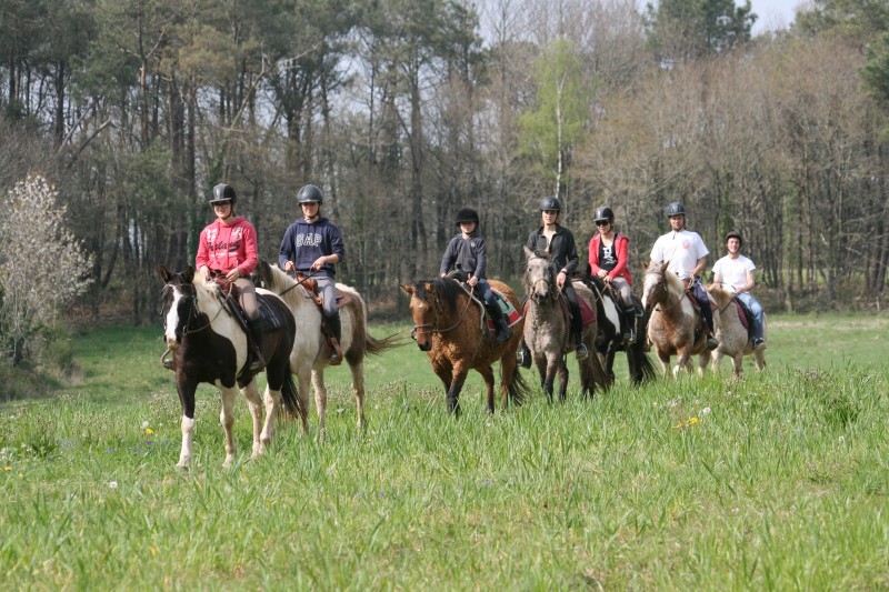 La découverte de la race Curly avec l'association Jack Equita