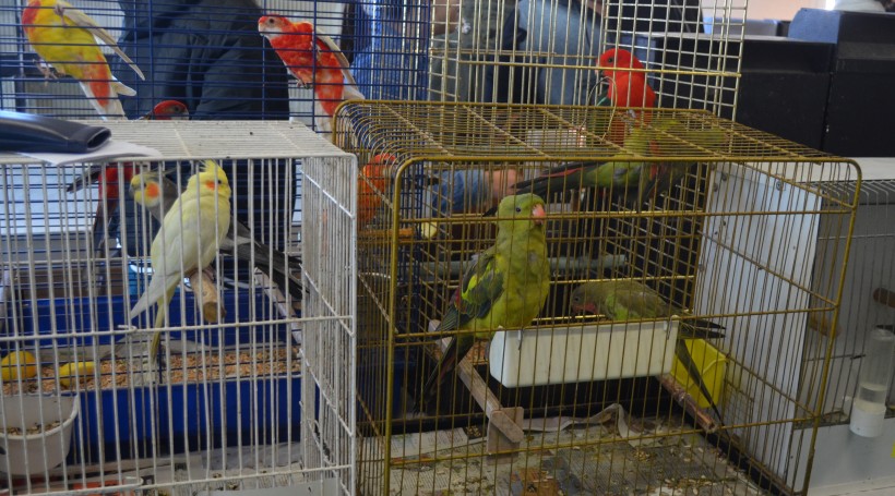 Les expositions d'oiseaux sont désormais interdites dans certaines communes du département