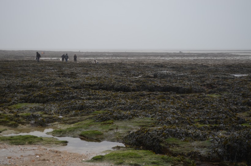 Pendant les grandes marées la mer se retire très loin attirant les pêcheurs à pied