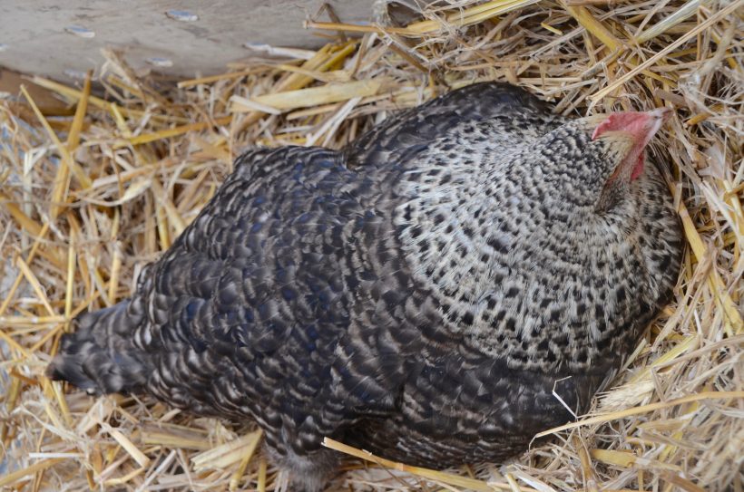 La poule adoptive, l'héroine de l'histoire en plein travail