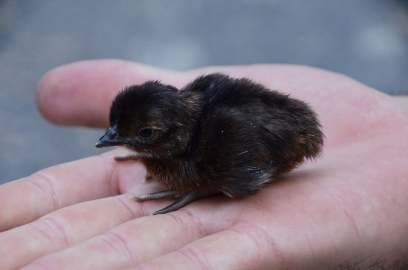Mignon...