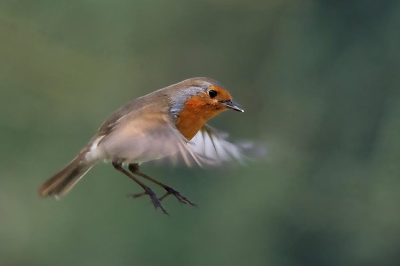 Malestroit. Obsvervation: le Rouge-gorge familier de nos jardins - Les  Infos du Pays Gallo