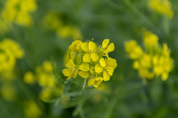Close Up Of Yellow Mustard Flower Plant