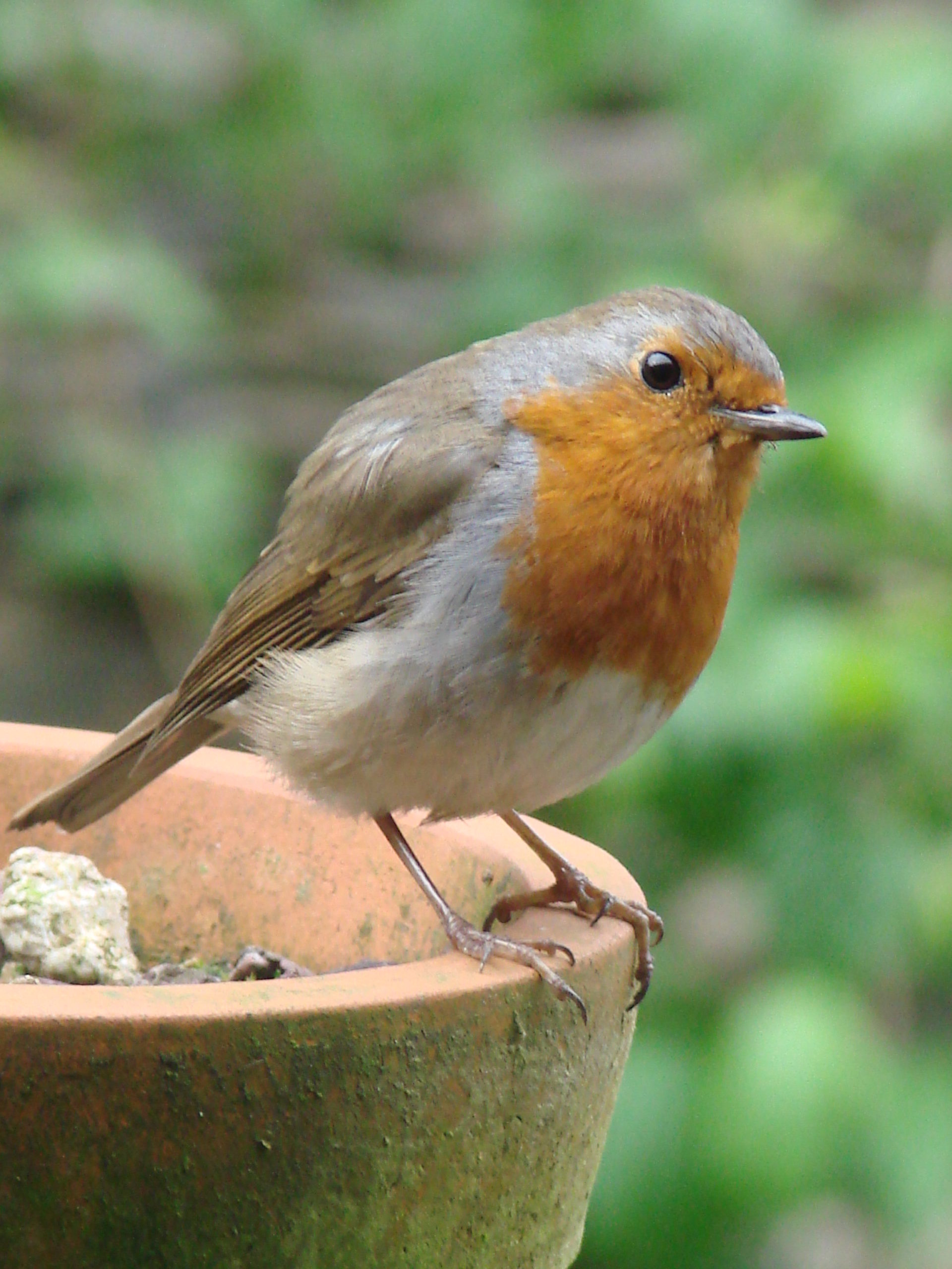 Ploërmel. projectiondébat connaître les oiseaux du jardin Les Infos